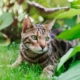 Perchè i gatti mangiano l'erba