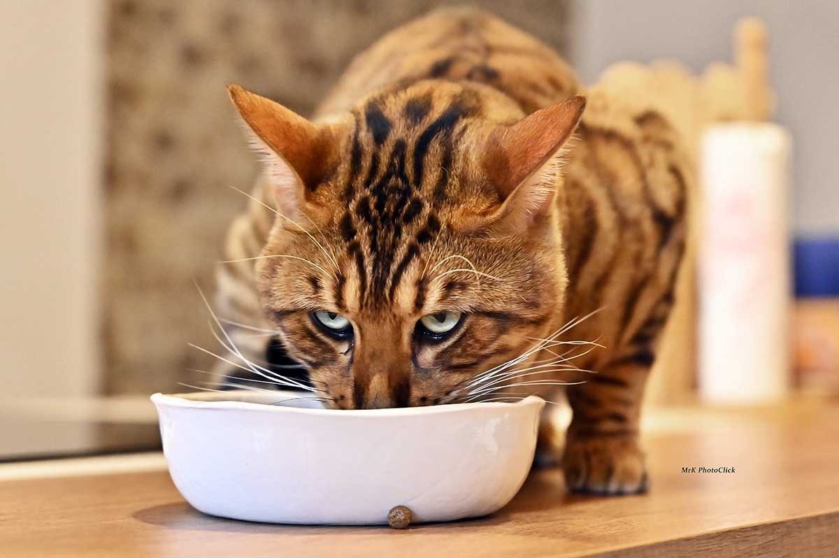 Alimentazione naturale del gatto del Bengala